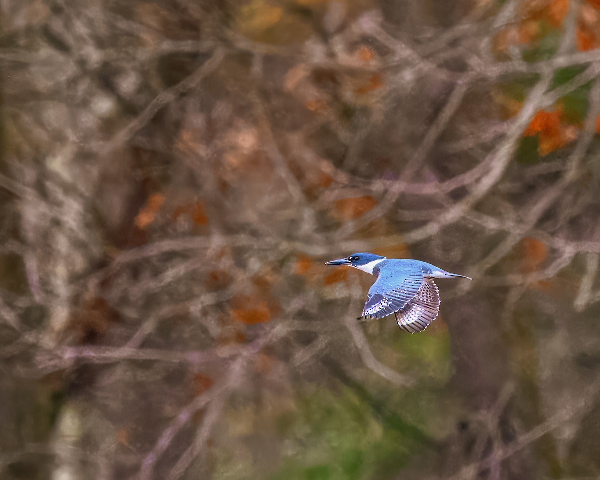 Belted Kingfisher - ML612952602