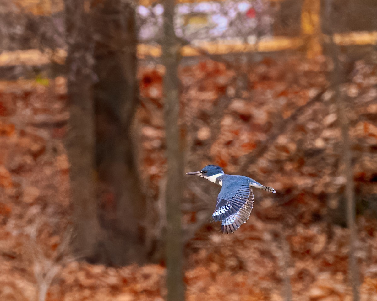 Belted Kingfisher - ML612952603