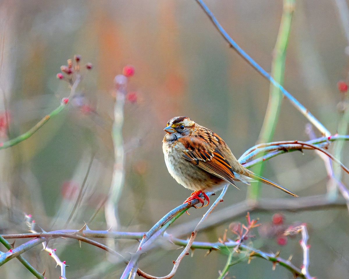 White-throated Sparrow - Peter Rosario