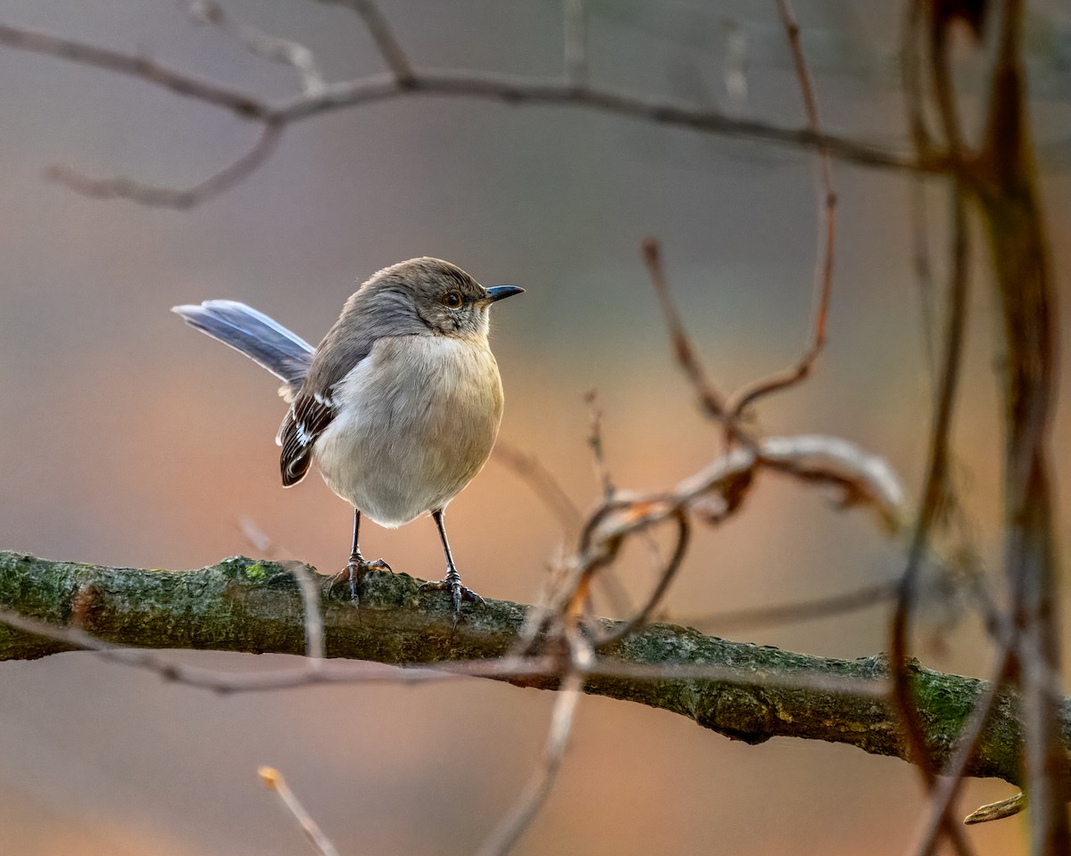 Northern Mockingbird - ML612952650