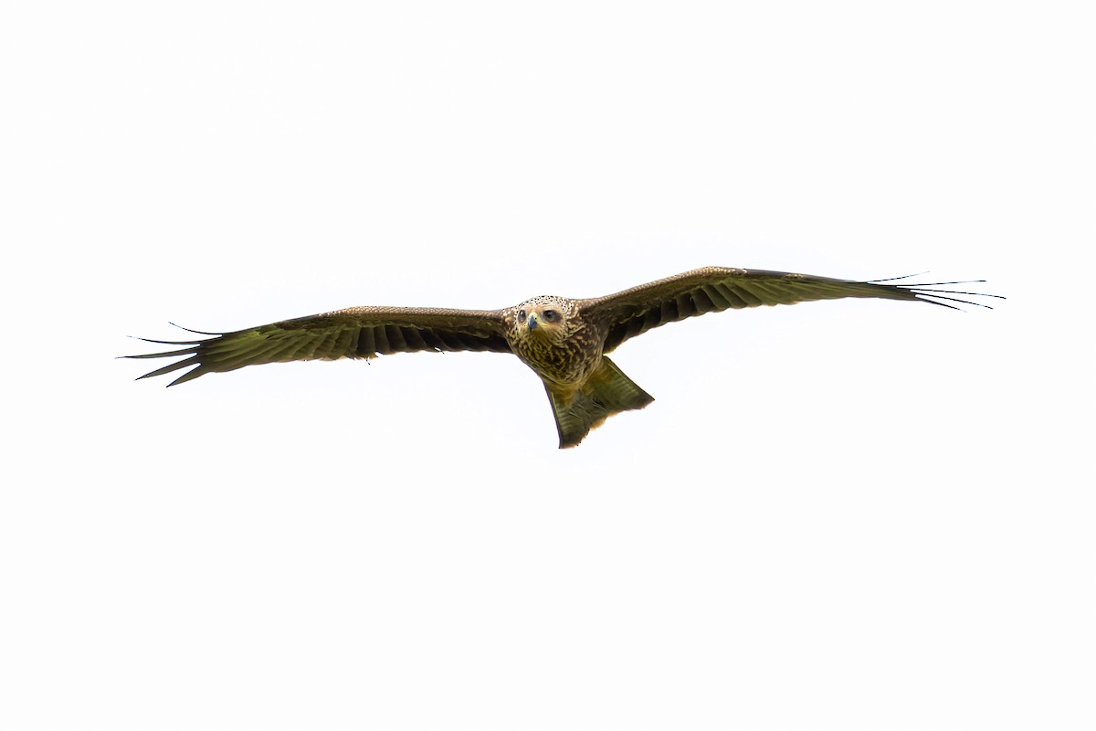 Black Kite - ML612952678