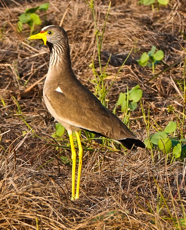 Wattled Lapwing - Arden Anderson