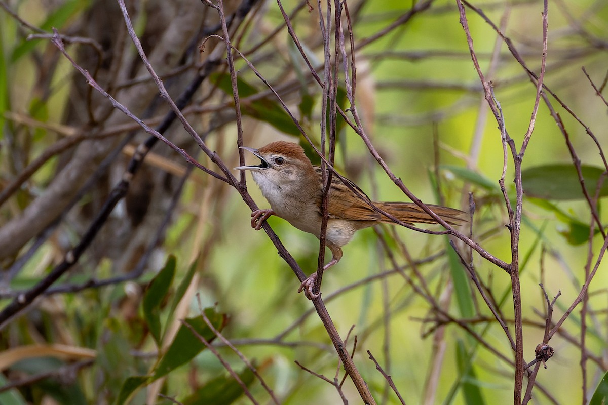 Tawny Grassbird - ML612952770