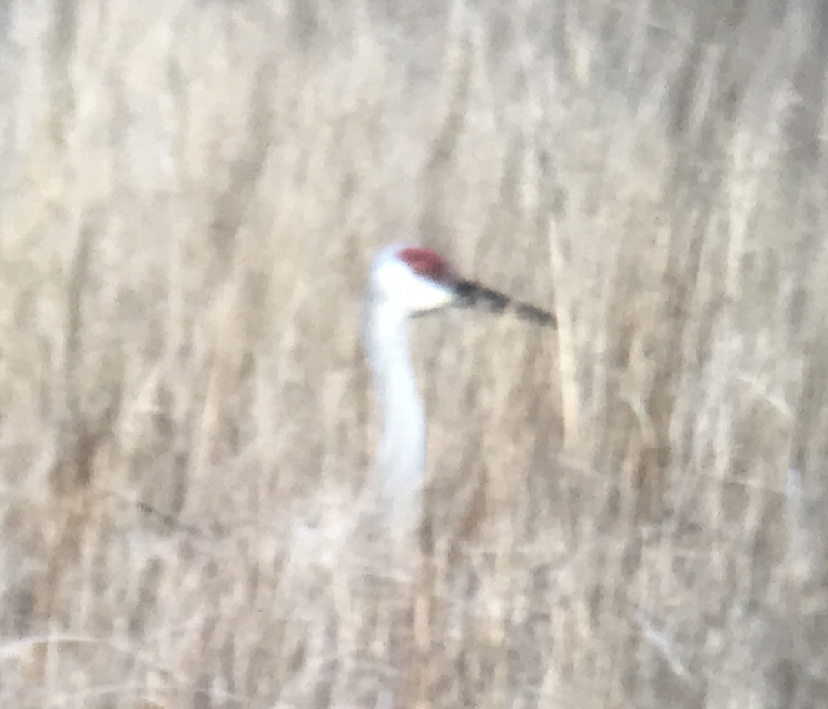 Sandhill Crane - ML612952853