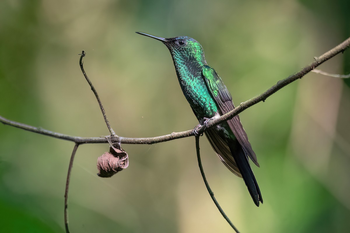 kolibřík fialovotemenný - ML612952863