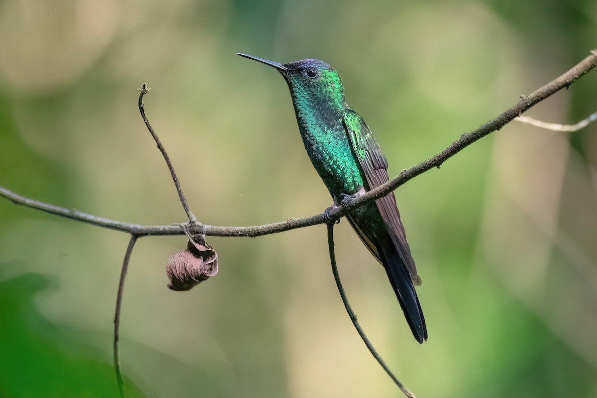 kolibřík fialovotemenný - ML612952864