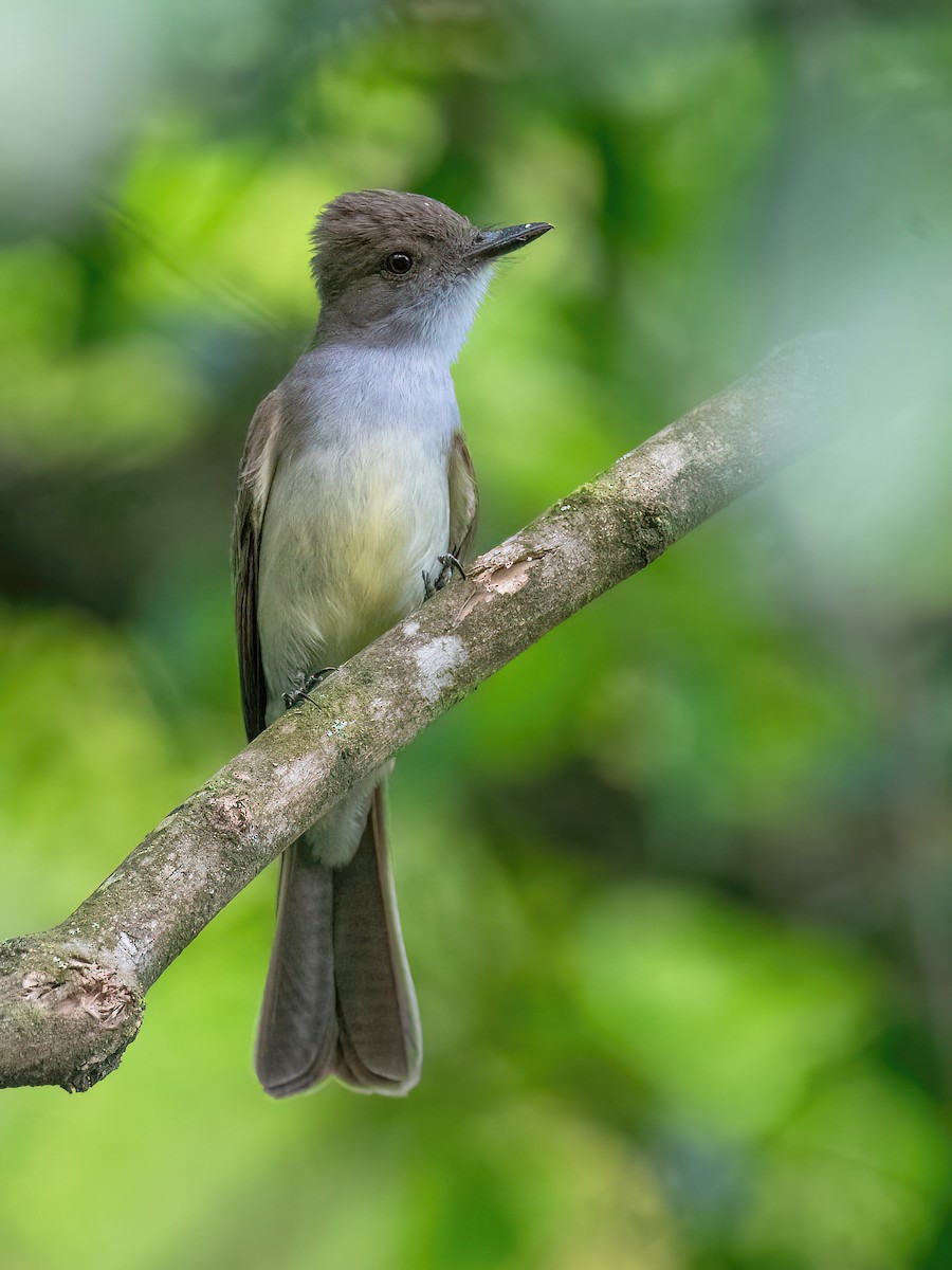 Swainson's Flycatcher - Raphael Kurz -  Aves do Sul