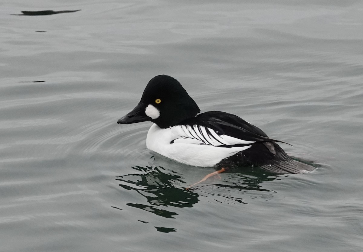 Common Goldeneye - ML612952975