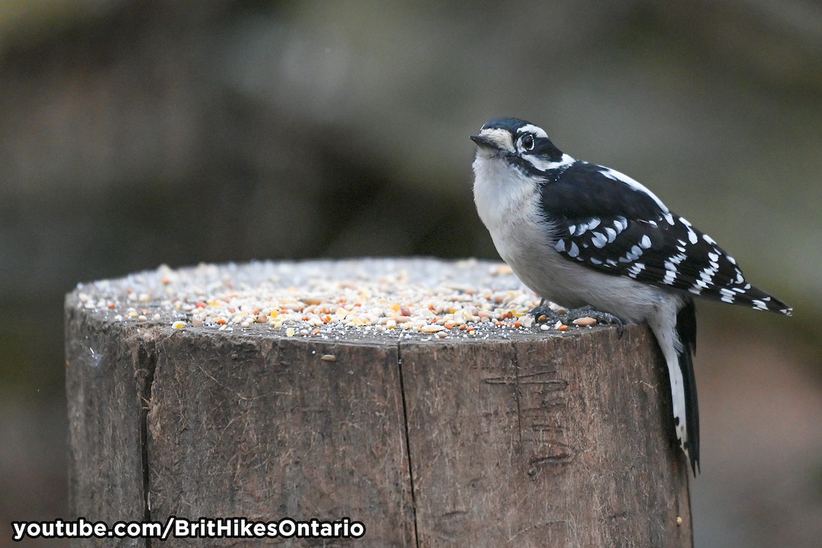 Downy Woodpecker - ML612952987