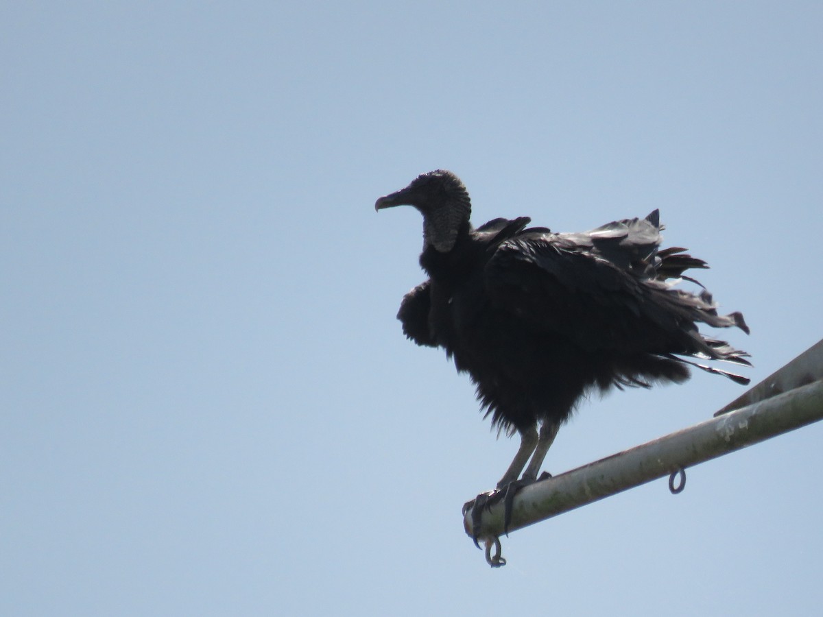 Black Vulture - ML612952998