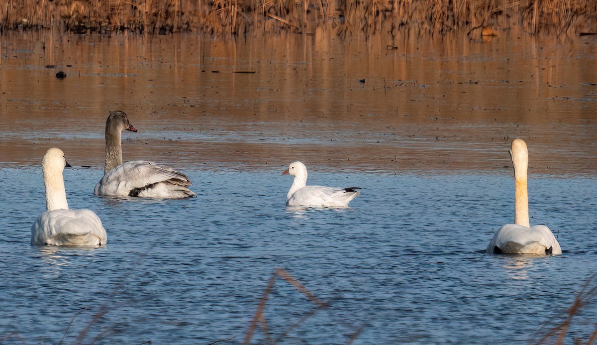 Ross's Goose - ML612953016