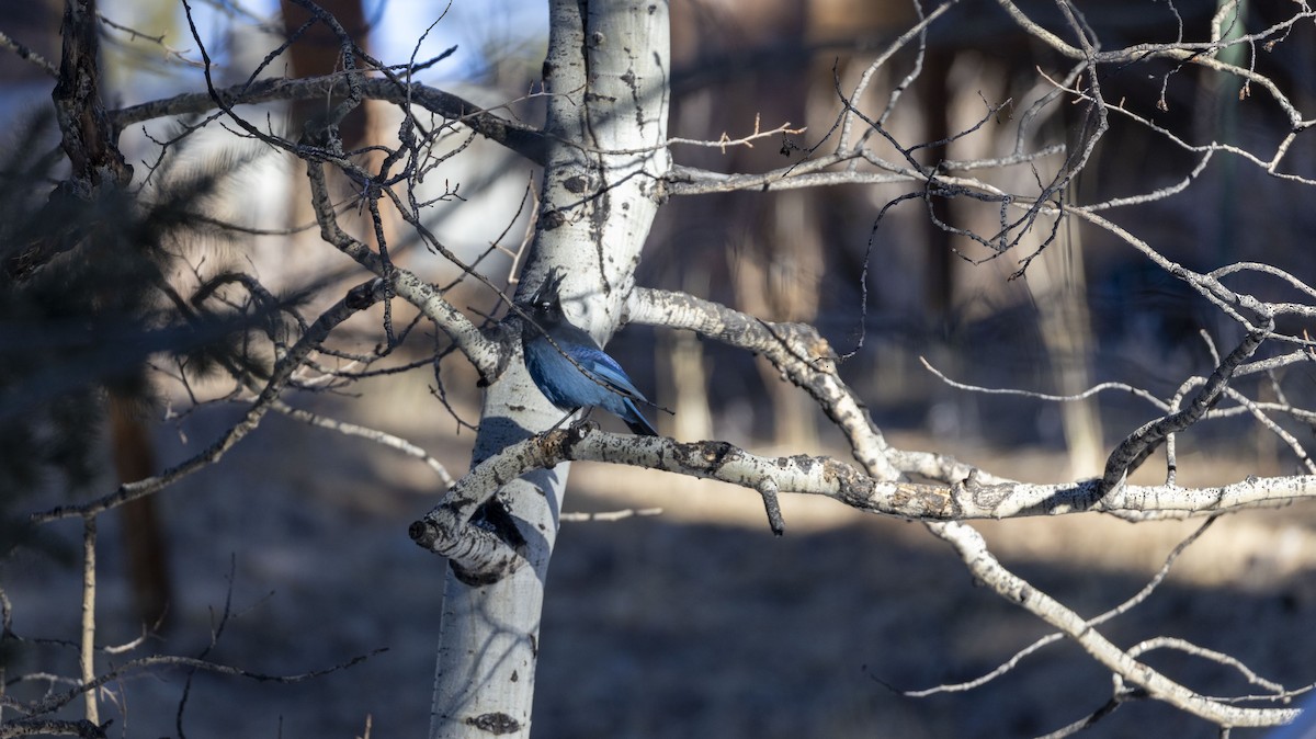 Steller's Jay - ML612953070