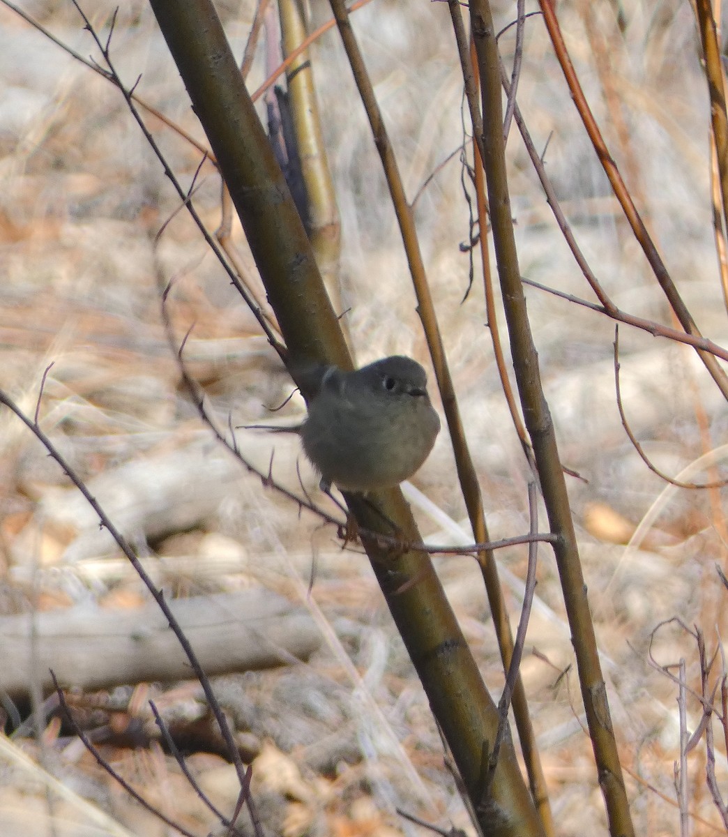 Ruby-crowned Kinglet - Lynn Wysocki-Smith