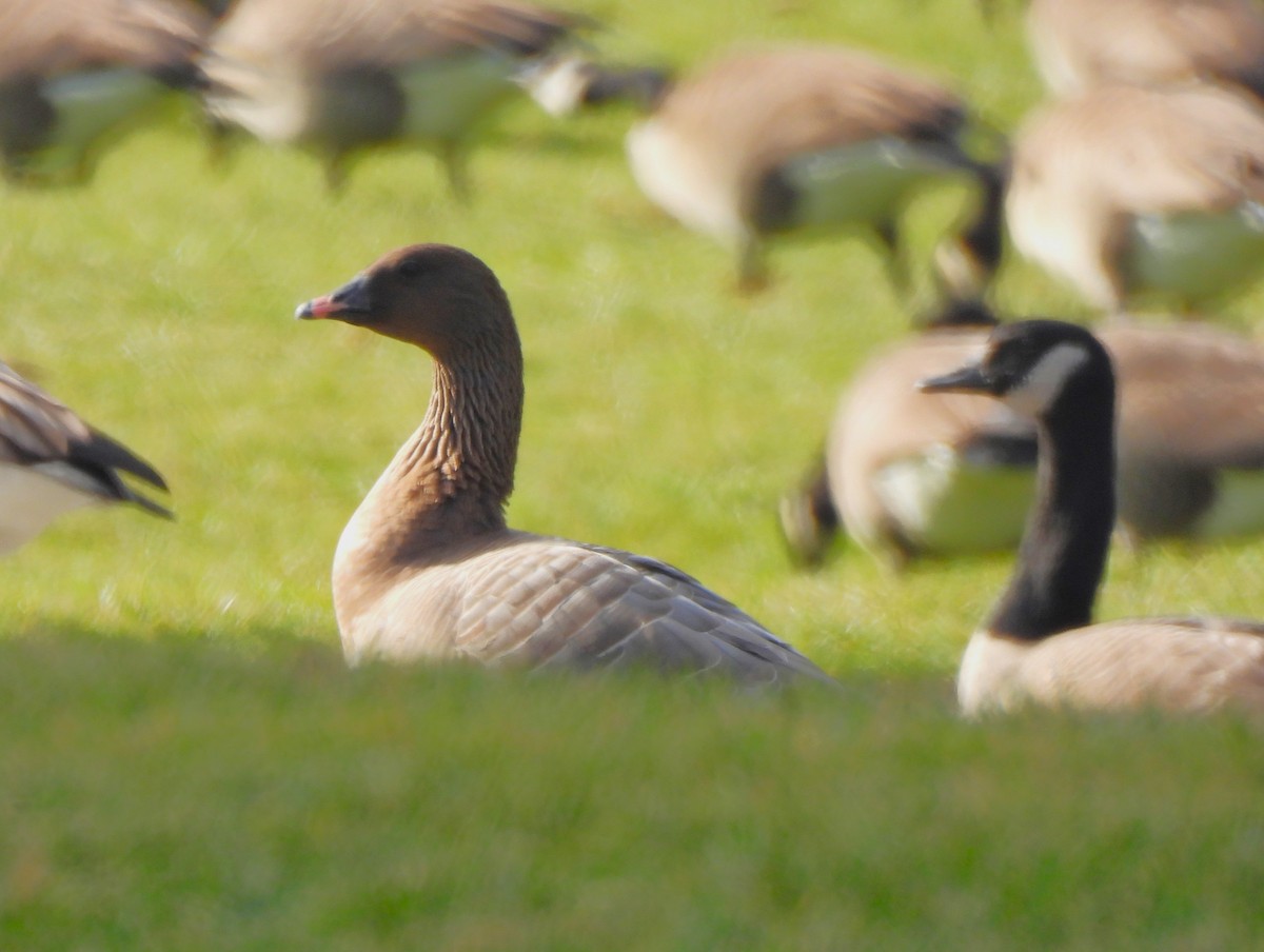 Pink-footed Goose - ML612953100