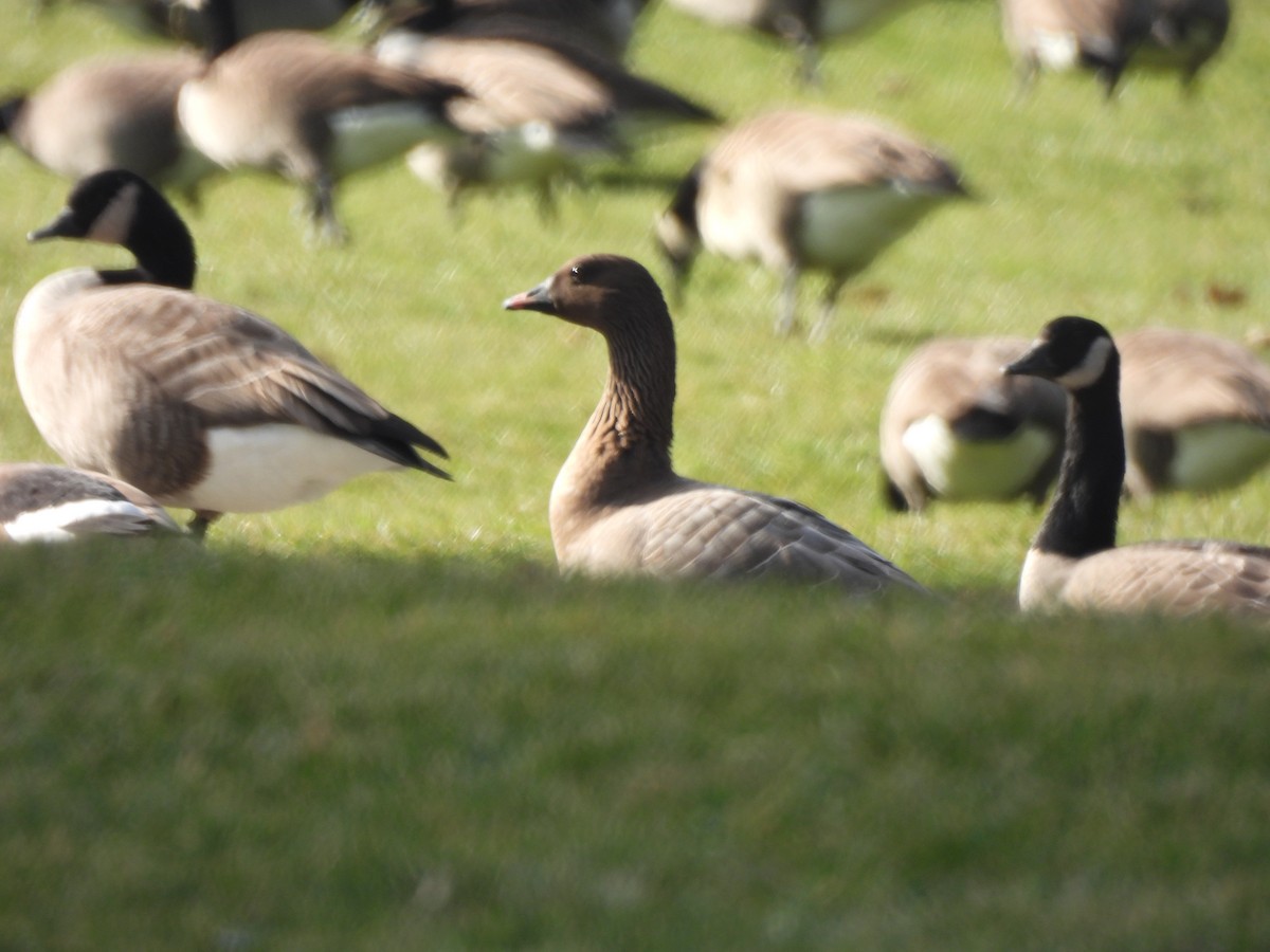 Pink-footed Goose - ML612953101