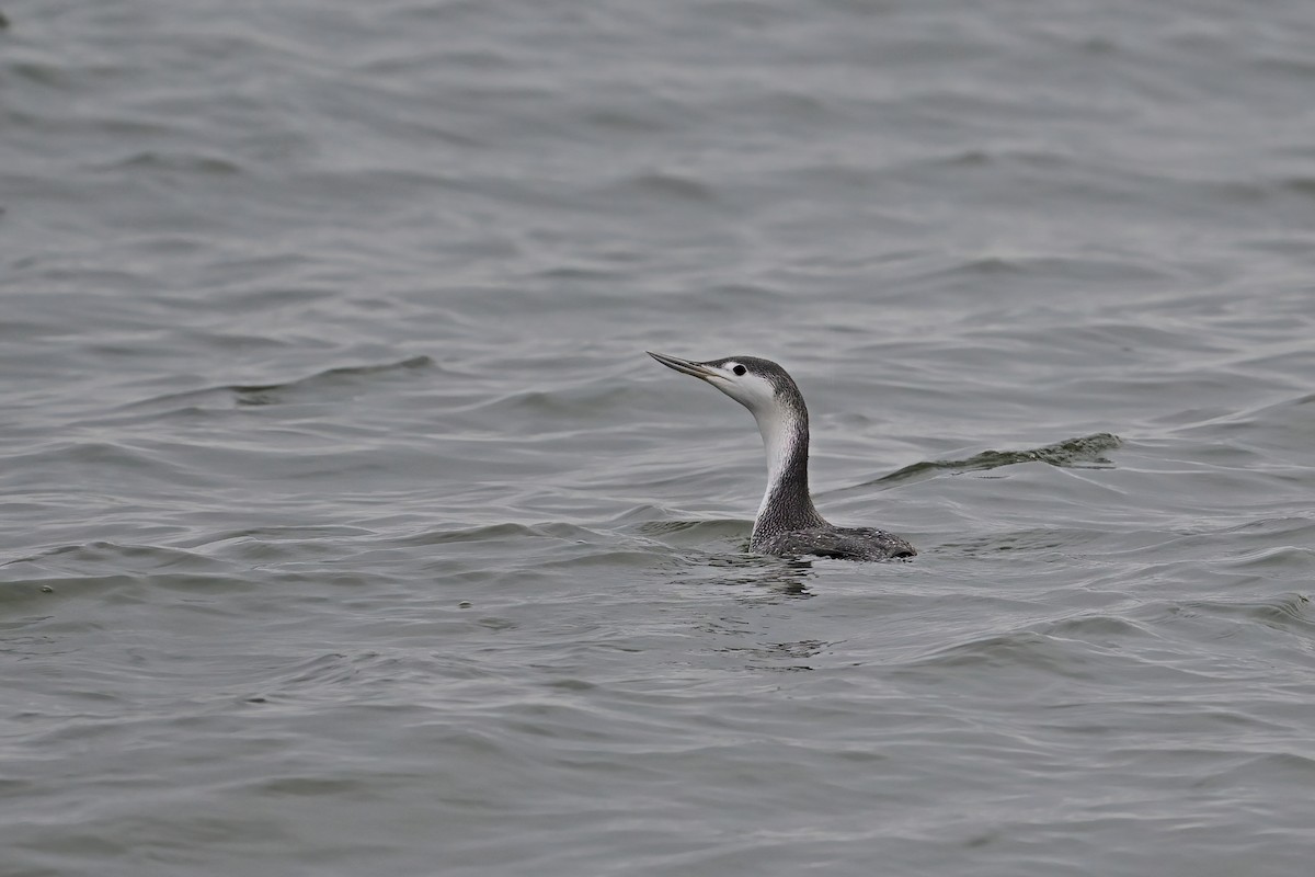 Red-throated Loon - ML612953142