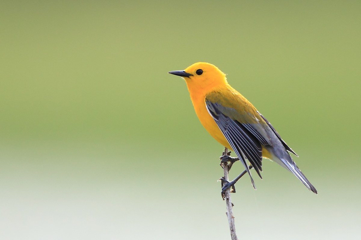 Prothonotary Warbler - Tony Moline