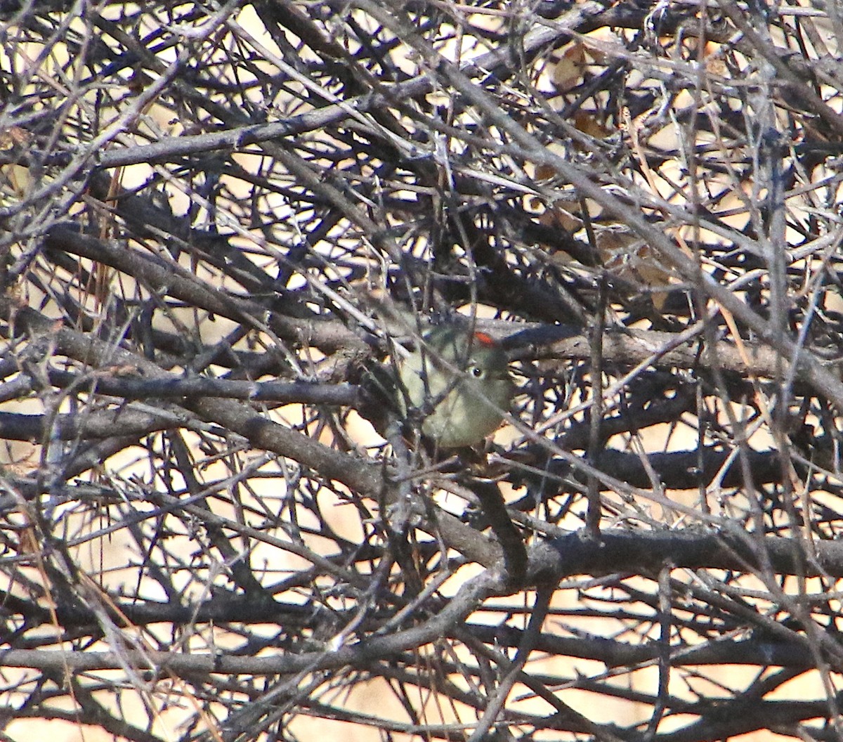 Ruby-crowned Kinglet - Lynn Wysocki-Smith