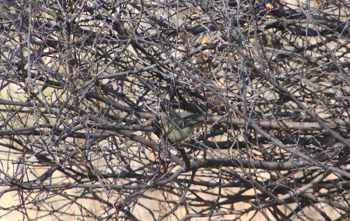 Ruby-crowned Kinglet - Lynn Wysocki-Smith