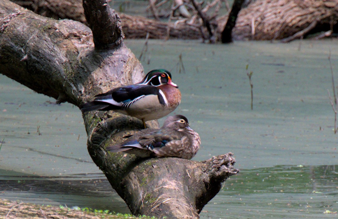 Wood Duck - ML612953235