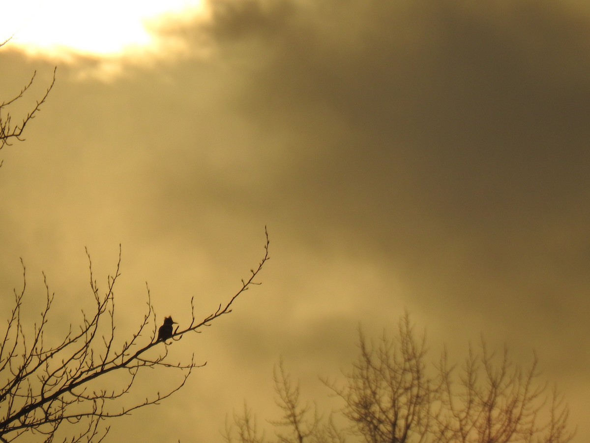 Belted Kingfisher - ML612953260