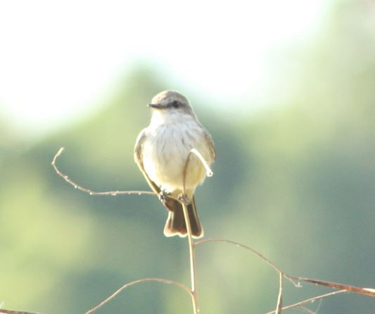 Vermilion Flycatcher - Alexis Reyes Ruiz