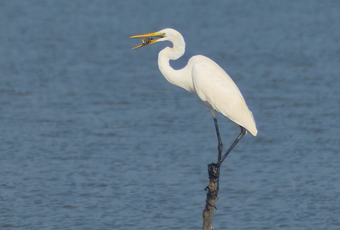 Great Egret - ML612953325