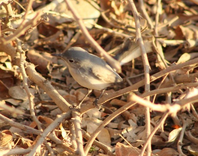 ברחשית כחלחלה - ML612953352