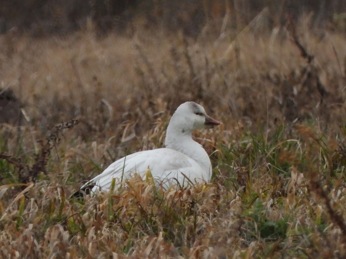 Ross's Goose - Rick Luehrs
