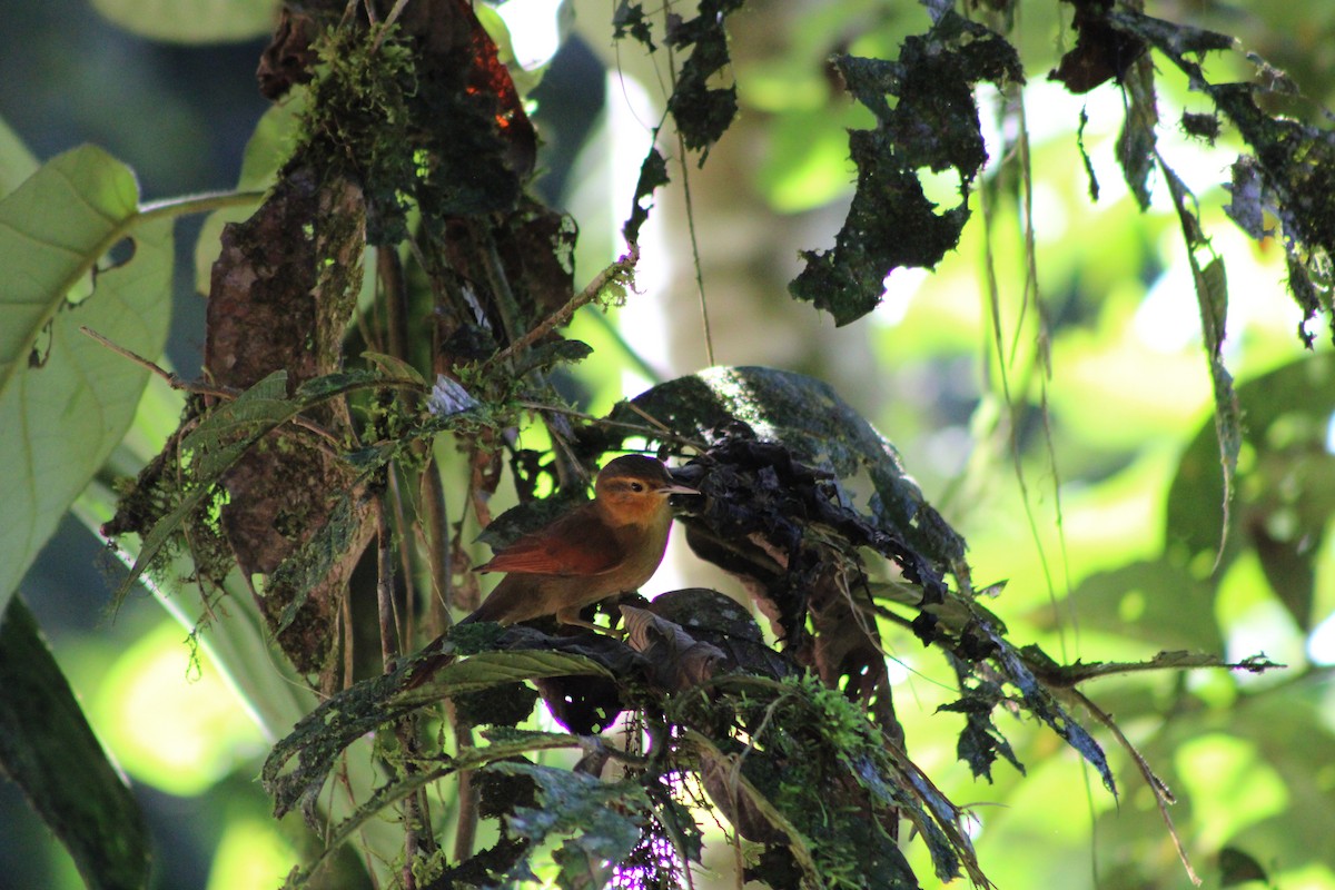 Buff-fronted Foliage-gleaner - ML612953370