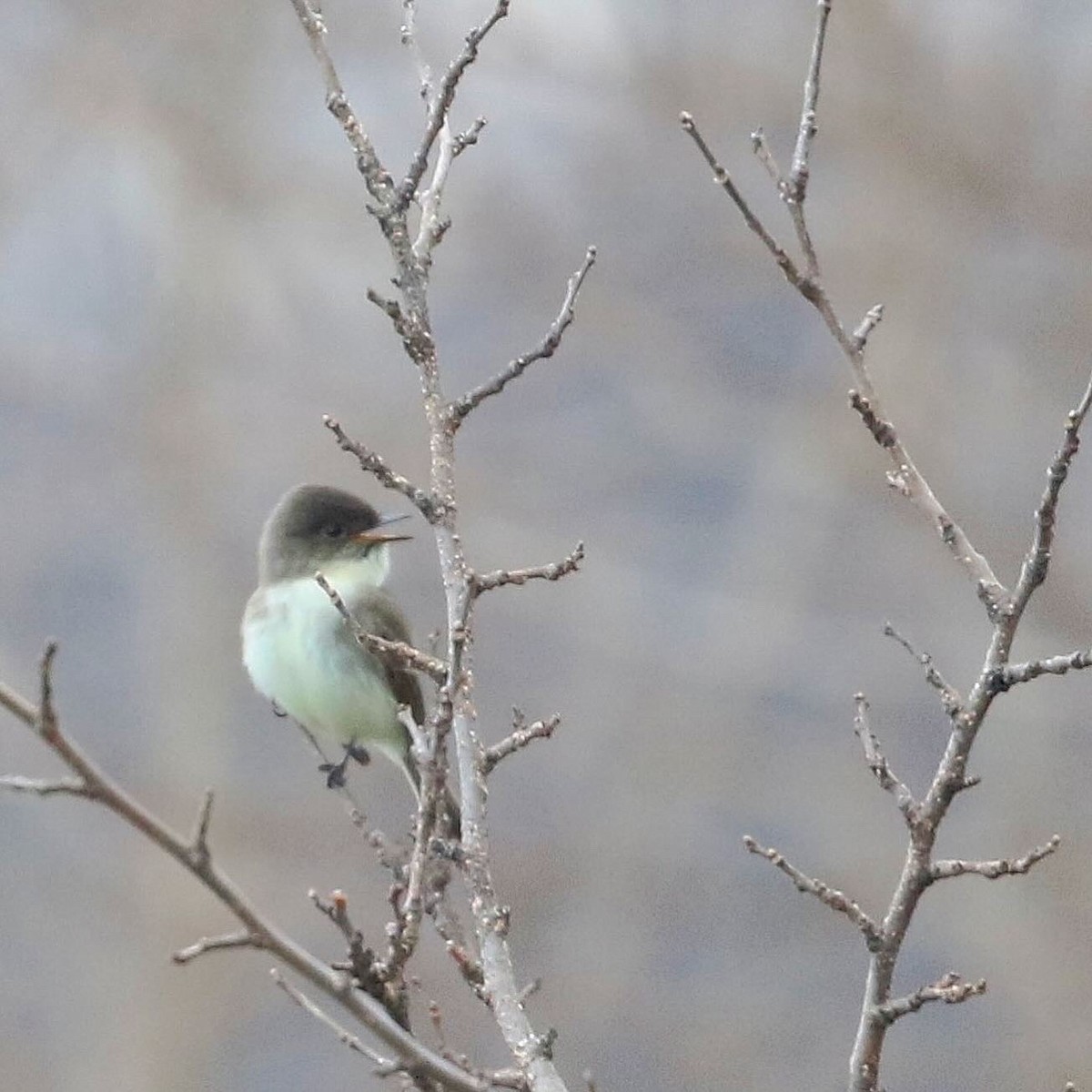 Eastern Phoebe - Anthony V. Ciancimino