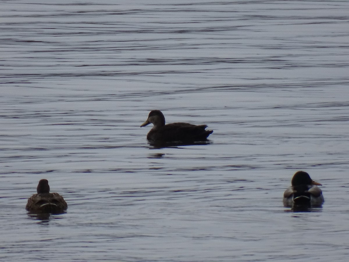 American Black Duck - ML612953443