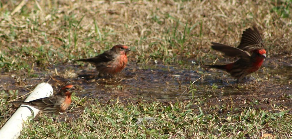 House Finch - ML612953446