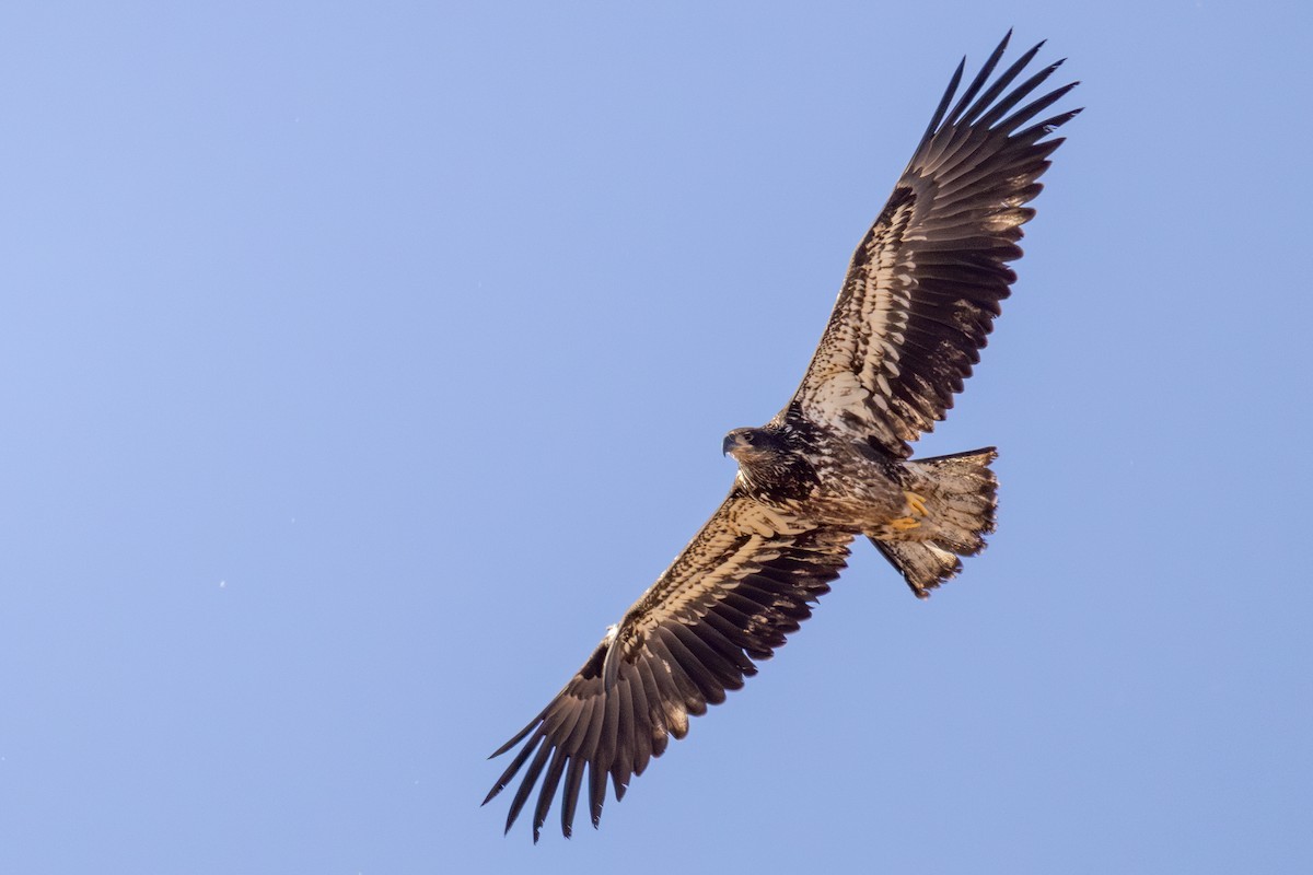 Bald Eagle - Lesley Tullis