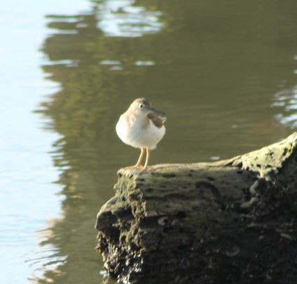 Spotted Sandpiper - ML612953480