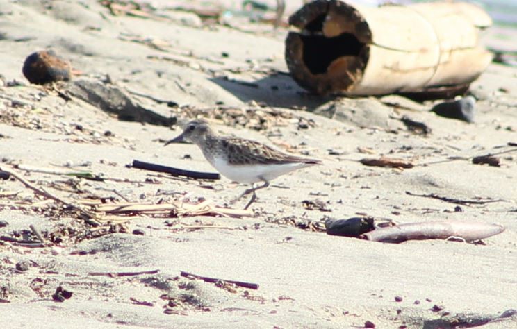 Western Sandpiper - ML612953512