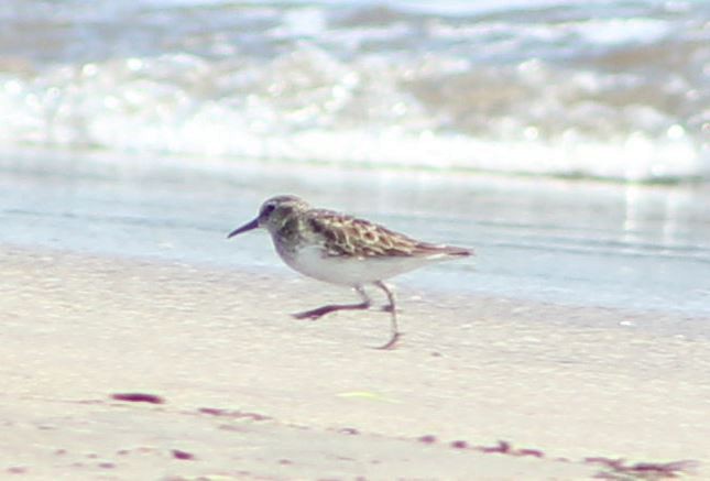 Western Sandpiper - ML612953513