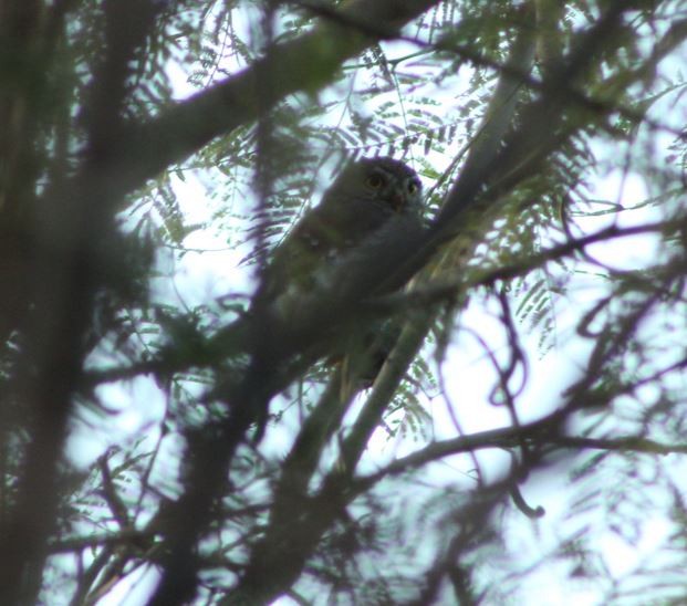 Ferruginous Pygmy-Owl - ML612953574