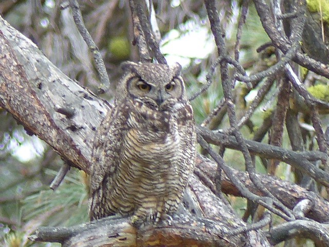 Great Horned Owl - ML61295361
