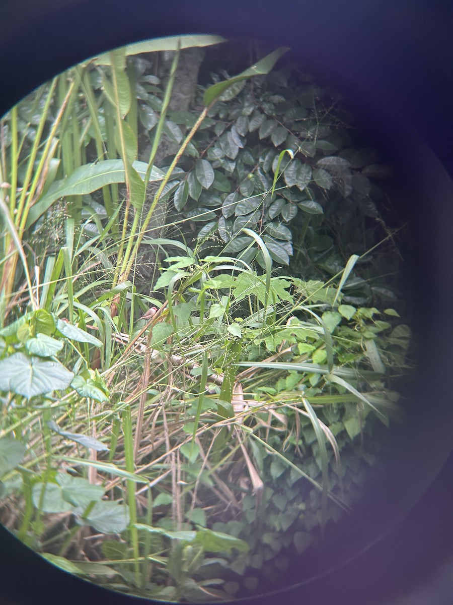 Common Waxbill - ML612953621