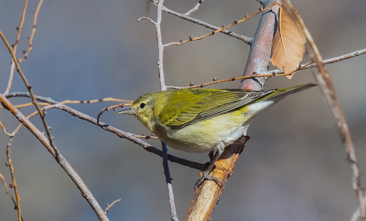 Tennessee Warbler - ML612953756