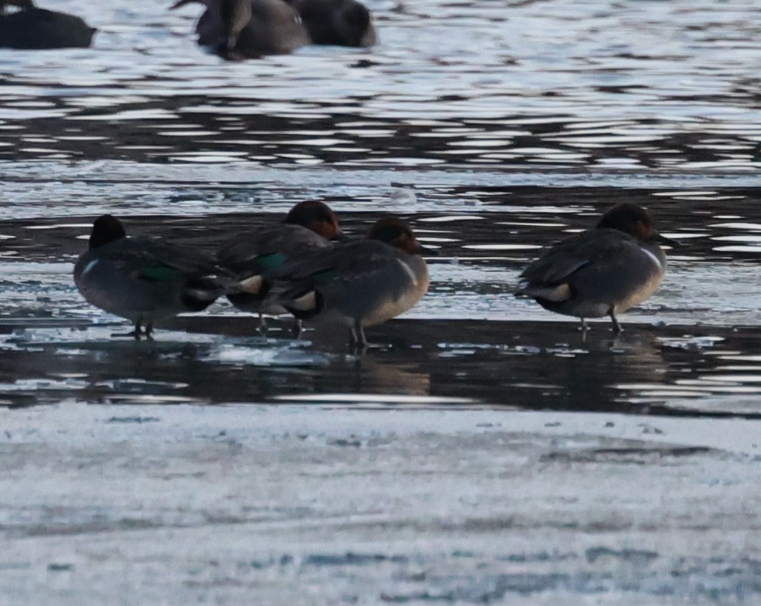 Green-winged Teal (American) - ML612953798