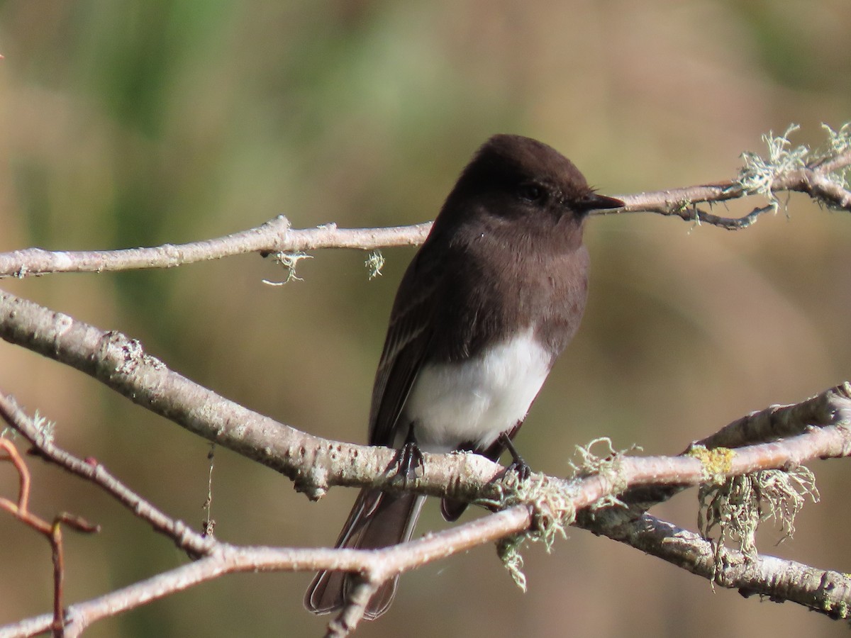 Black Phoebe - Kathleen Williams