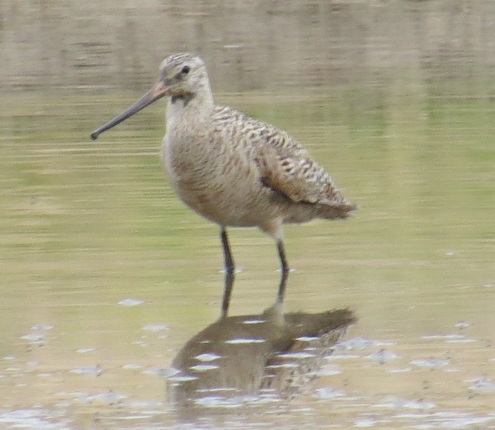 Marbled Godwit - ML612953836