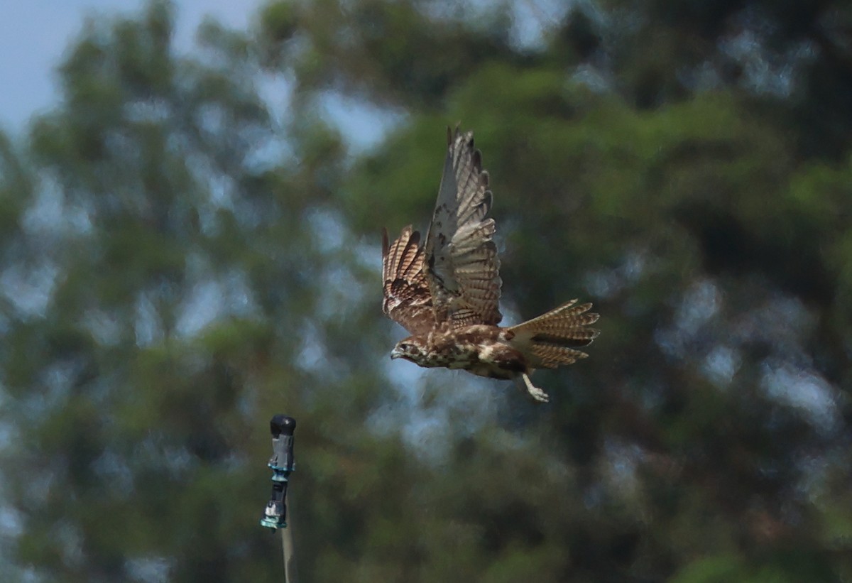 Brown Falcon - ML612953854