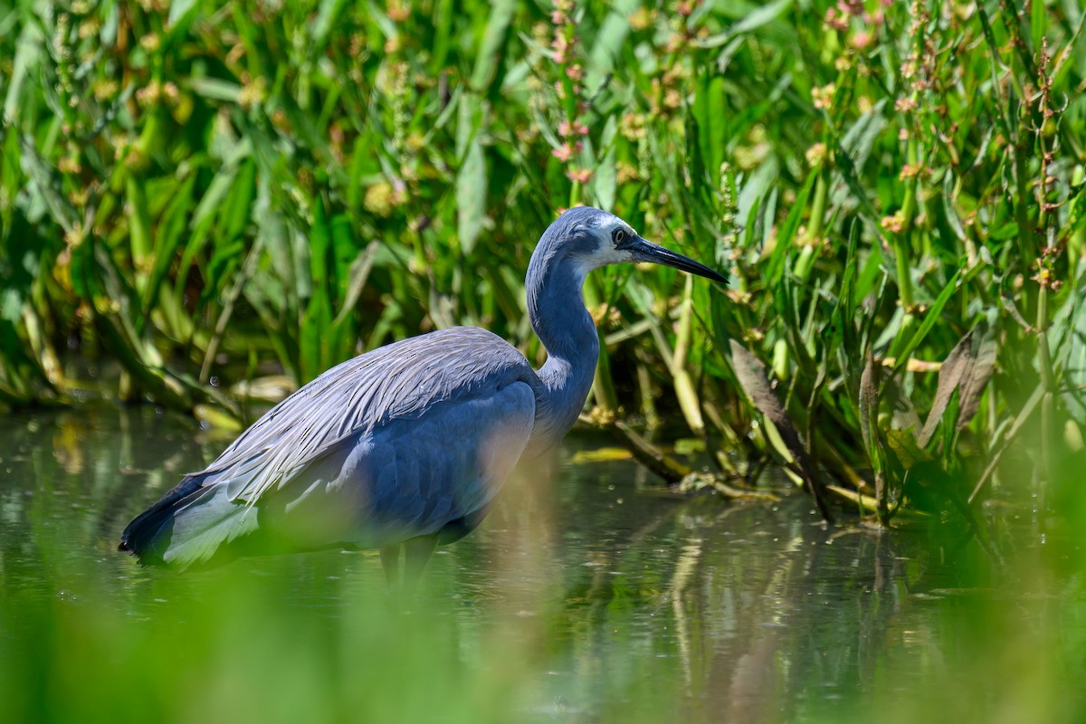 White-faced Heron - ML612953856