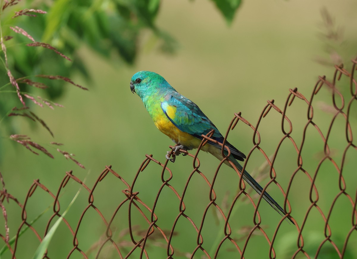 Red-rumped Parrot - ML612953908