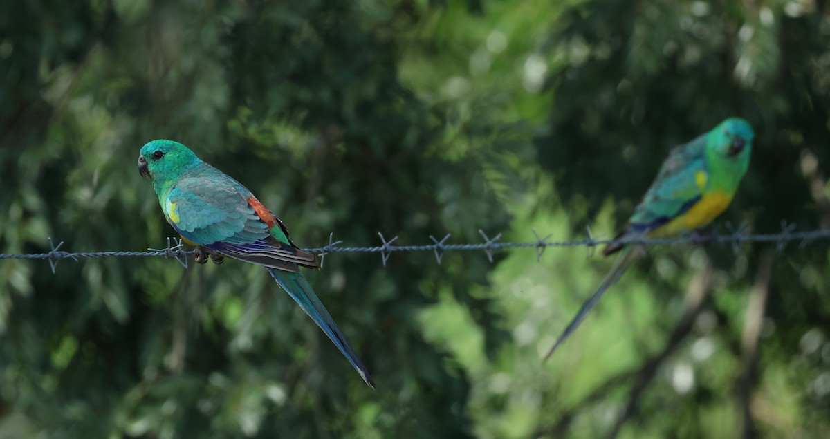 Red-rumped Parrot - ML612953909