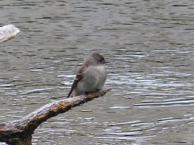 Western Wood-Pewee - ML61295391