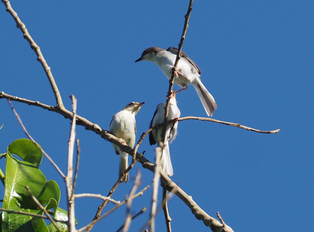 Apalis Gorjirrufo (nigrescens/kigezi) - ML612953968